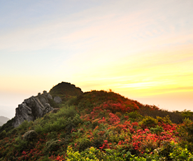 蓮花美景