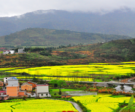油菜花開(kāi)，春意濃濃